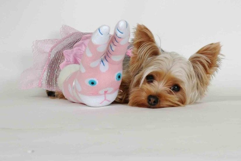 yorkshire terrier, toy, face