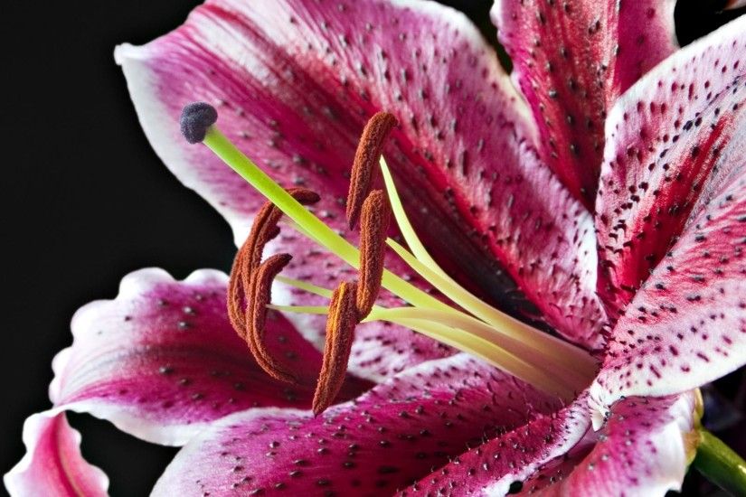 Stargazer Lily Wallpaper ·① WallpaperTag