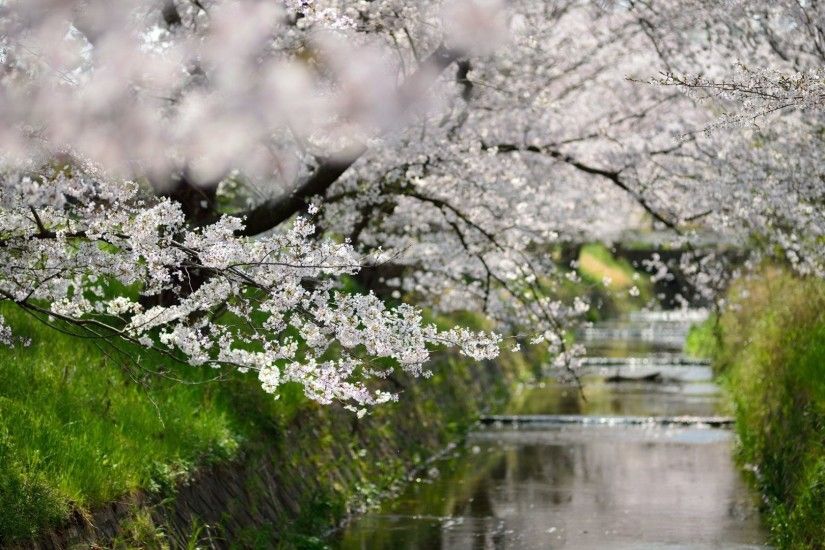 Places Tag - Blossoms Leaves Sakura Walks Green Season Nature Places Trees  Cherry Osaka Beauty Flowers