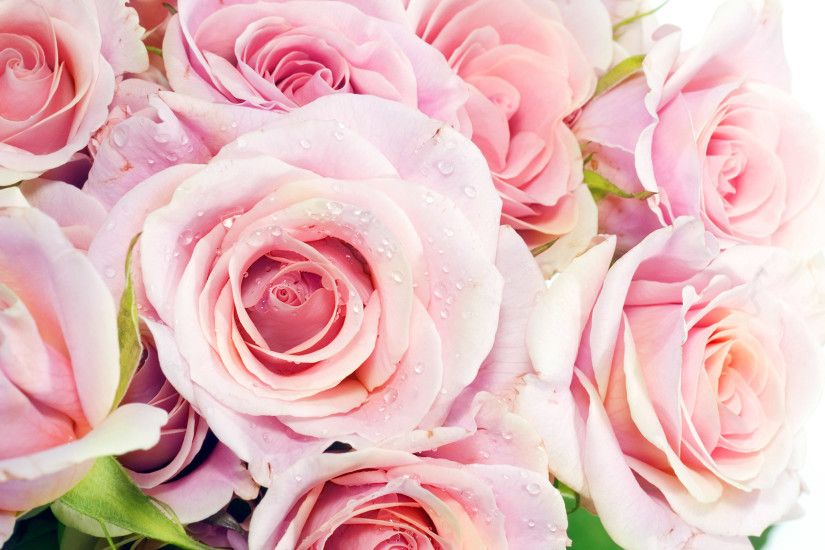 HD Wallpaper and background photos of Pretty Pink Roses Wallpaper for fans  of Pink (Color) images.