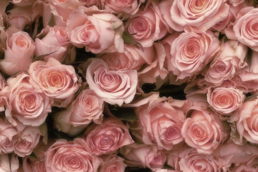 pink roses Free Wallpaper
