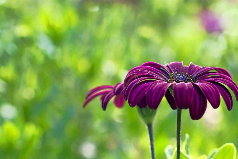 flower wallpapers purple summer. Â«Â«