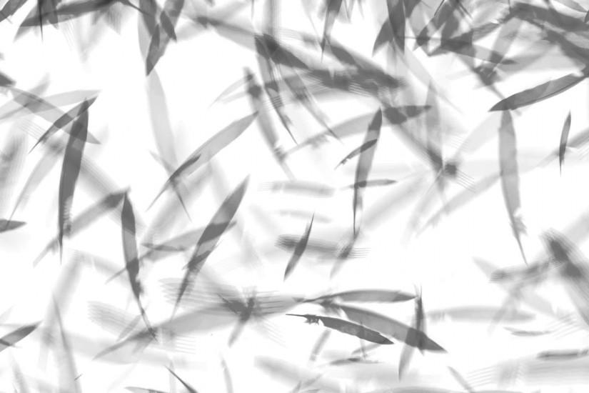 Black Feather RAIN White background 2 ANIMATION FREE FOOTAGE HD