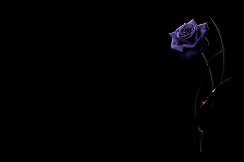 Beautiful purple rose on a black background wallpapers and images .