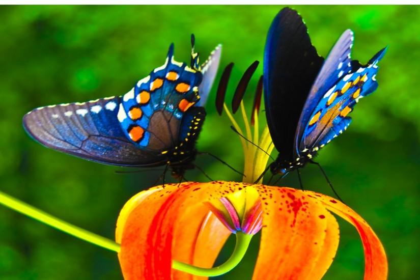 Colorful Butterfly Wallpapers 27 Background Wallpaper - Hivewallpaper .
