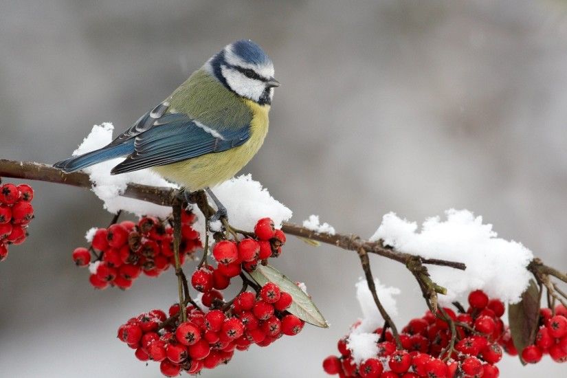 Photos of Winter birds to share on facebook | Ventube.com Birds In Winter  Screensavers