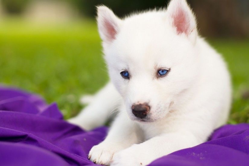 really cute baby husky puppies with blue eyes - Google Search