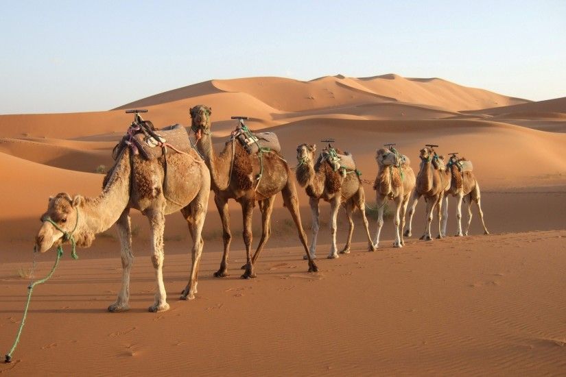 Camel in Desert Image