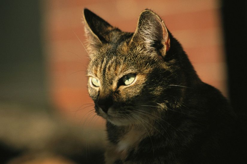 a portrait of a pet tabby cat desktop wallpaper