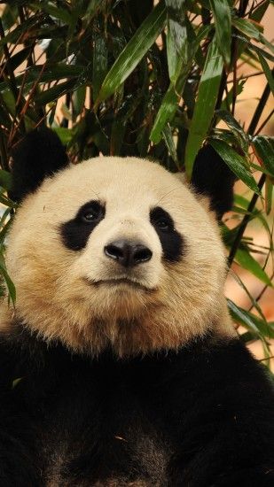 1440x2560 Wallpaper panda, bamboo, bear