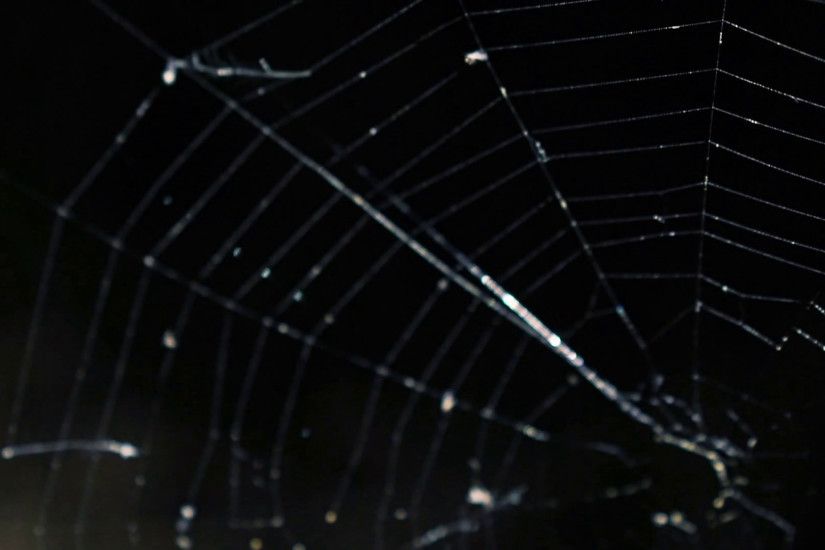 Alight spider web on the dark background Stock Video Footage - VideoBlocks