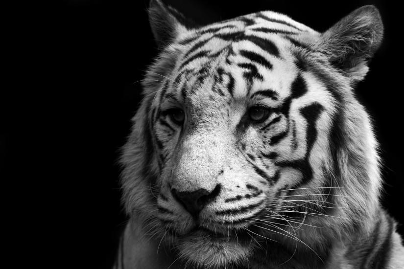 HD Wallpaper | Background ID:226027. 2100x1400 Animal White Tiger
