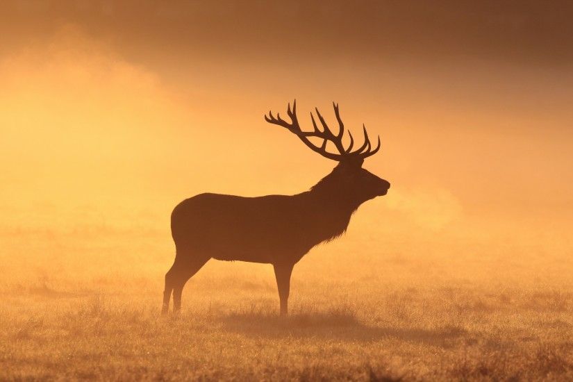 deer, Animals, Mammals, Stags, Silhouette, Grass, Field, Orange, Elk,  Morning Wallpapers HD / Desktop and Mobile Backgrounds