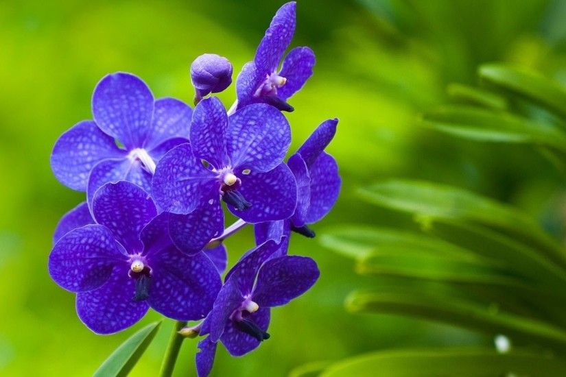 5. pictures-of-purple-flowers5-600x338
