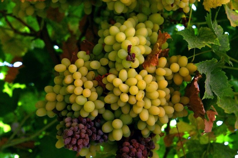 Grapes HD Wallpaper | Background Image | 1920x1200 | ID:170014 - Wallpaper  Abyss