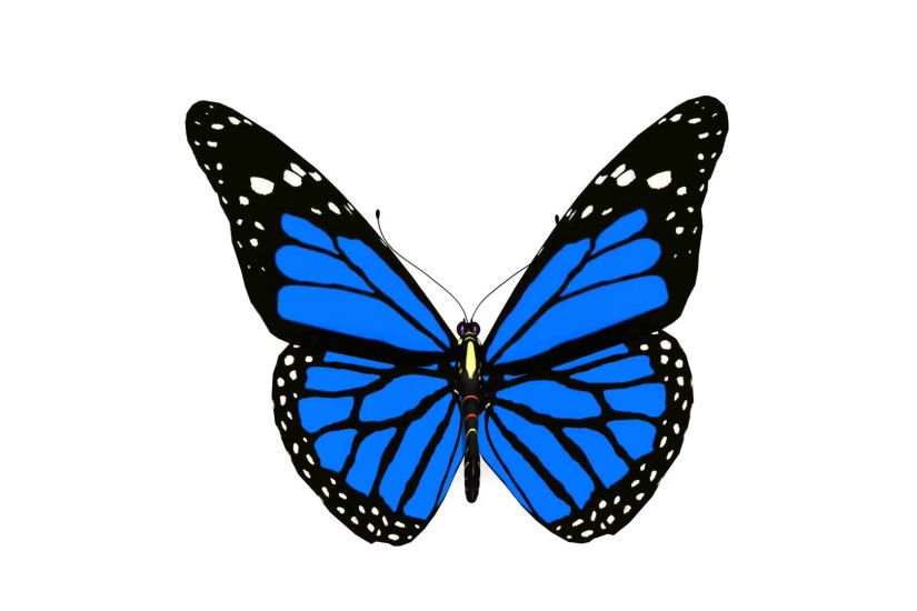 Blue Butterfly Swarm Animation Motion Background - VideoBlocks