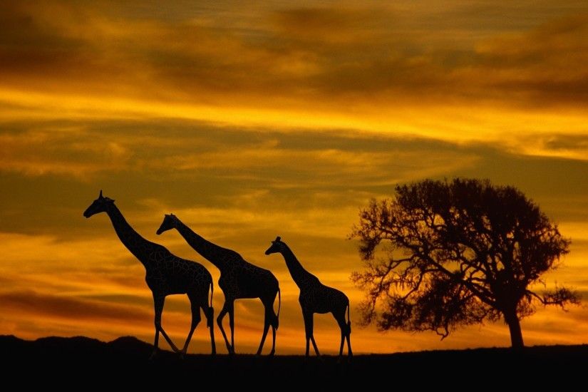 Africa Sunset Wallpapers Desktop Background