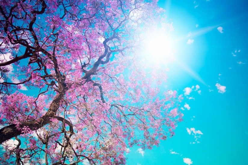 nature, bloom, beauty, pink, tree, beautiful, tree, blossom, sun, petals,  blue, sky, dazzling Wallpaper HD