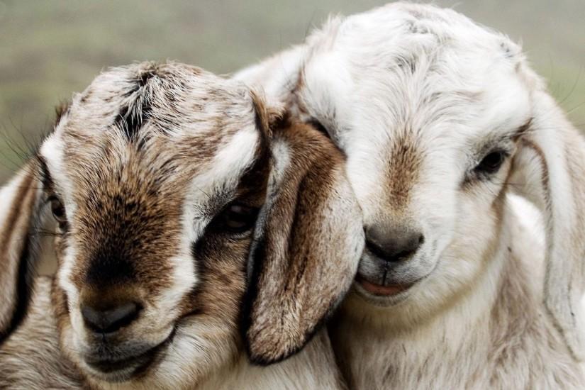 Beautiful Couple Lambs Background