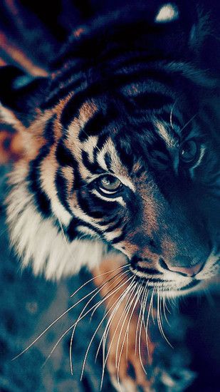 Bengal Tiger Closeup iPhone 6 wallpaper
