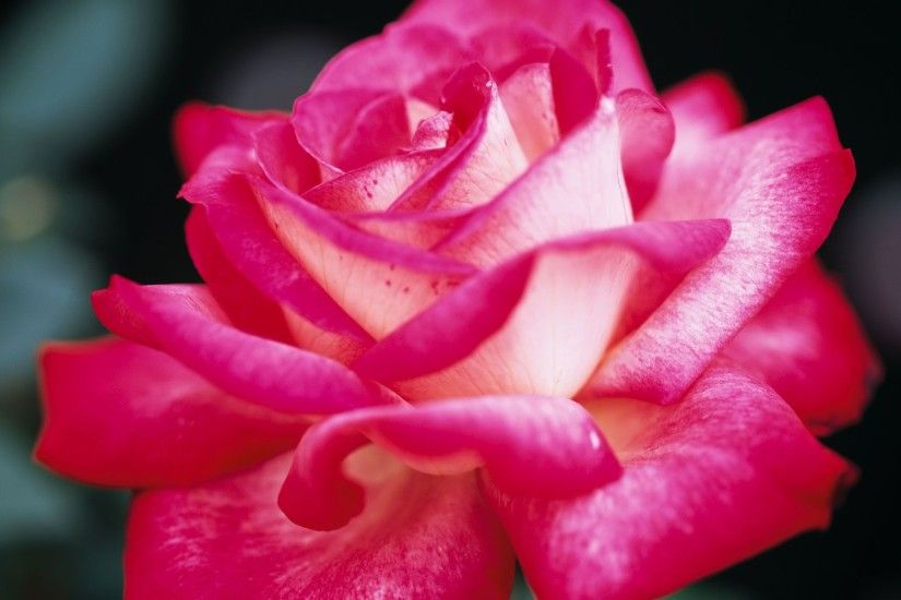 Pretty Pink Roses Roses Wallpaper Fanpop Download