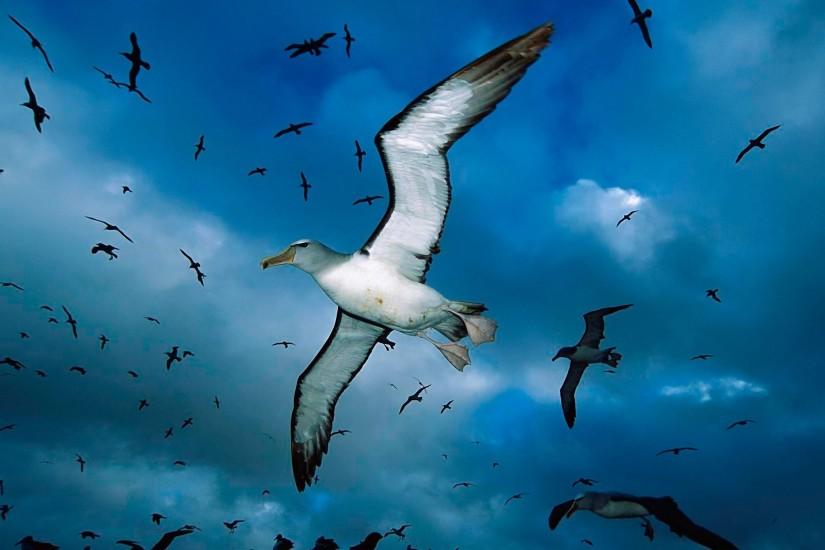 Flying Birds Android HD Wallpapers