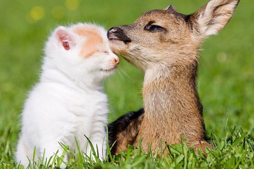 Deer Tag - Farm Amazing Child Cute Animal Cat Beauty Deer Super Pictures Of Baby  Animals