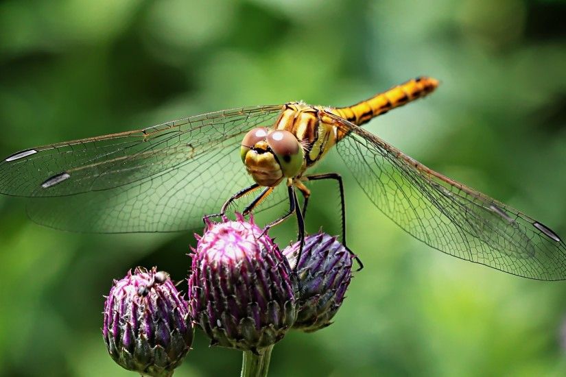 2560x1440 Wallpaper dragonfly, insect, flower, plant, close-up