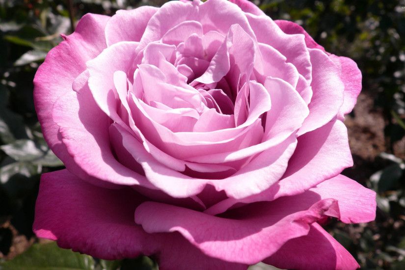 Purple rose [3] wallpaper 2560x1600 jpg
