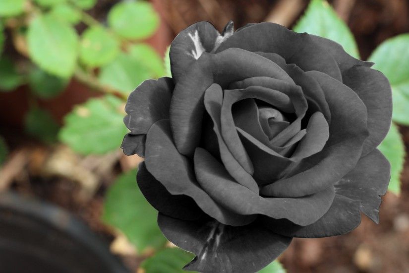 Preview wallpaper black rose, flower, bud 3840x2160