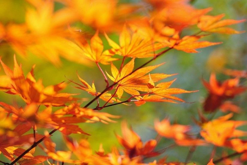 Wallpapers For > Fall Leaves Desktop Backgrounds