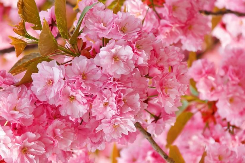 beautiful cherry blossom wallpaper 1920x1080 ios