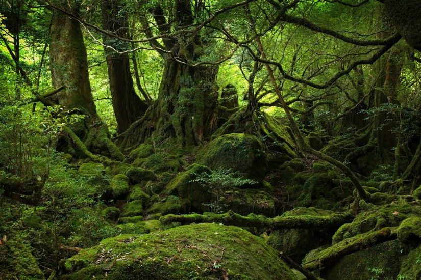 Yakushima Forest, Yakushima Island, Japan So beautiful