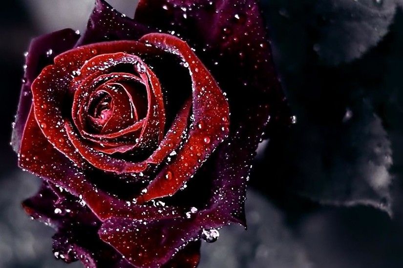 Red And Black Rose Wallpapers 26 Cool Hd Wallpaper