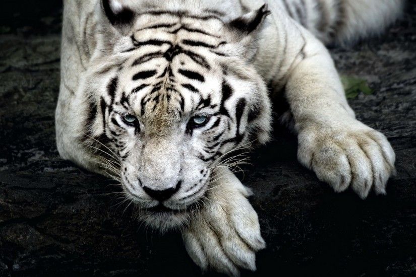 White-Tiger-Cool-Backgrounds-Wallpapers.jpg