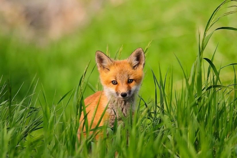 fox photos
