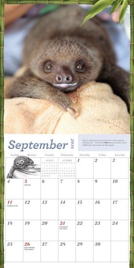 Amazon.com: Sloths Wall Calendar 2016 (9780761183235): Lucy Cooke: Books