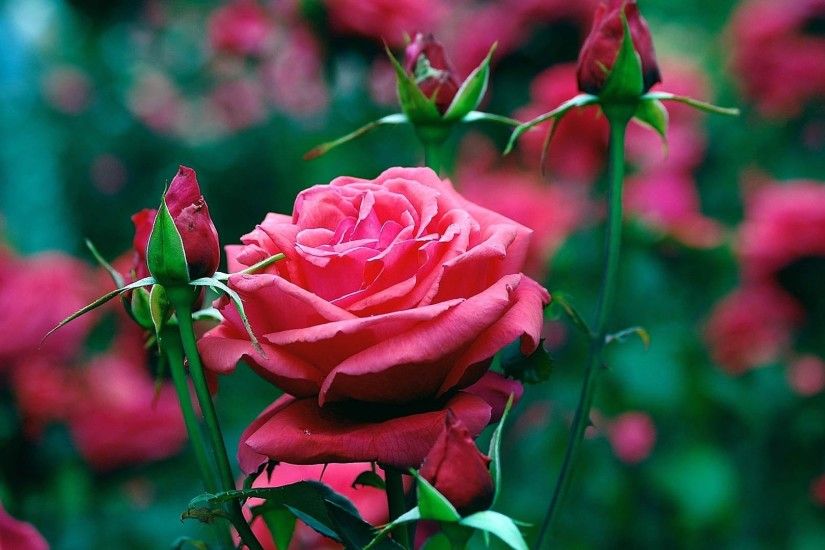 flowers,love, flower wallpaper hd, 1080p,garden, organic life, pink, roses,  high quality, beautiful,_3840x2160 Wallpaper HD