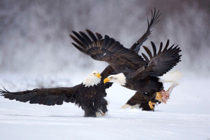 Chilkat Bald Eagle Preserve in Alaska.