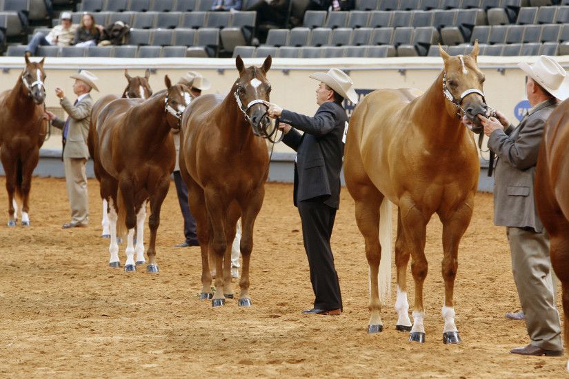 HQHA Georgia National Quarter Horse Show