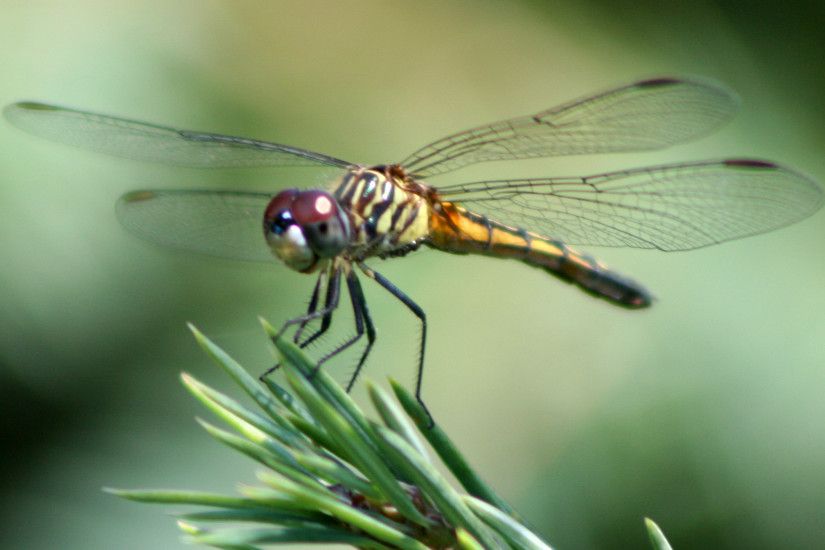 File:Dragonfly ran-387.jpg