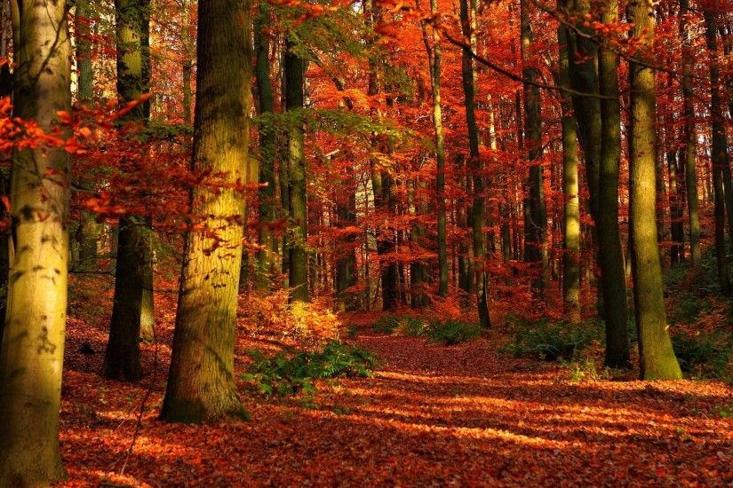 autumn-forest-wallpaper-hd-background-for-desktop-08
