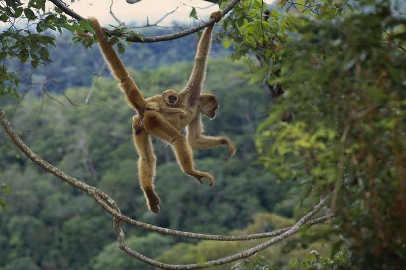 ... Spider Monkey Wallpapers, 1920x1200 | Wallpapers PC Gallery