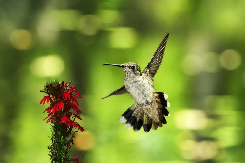 bird, hummingbird, flower