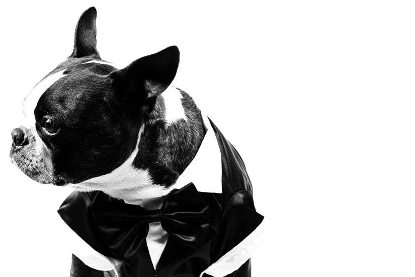 BOSTON TERRIER IN A SUIT! Introducing Miles The Boston Terrier
