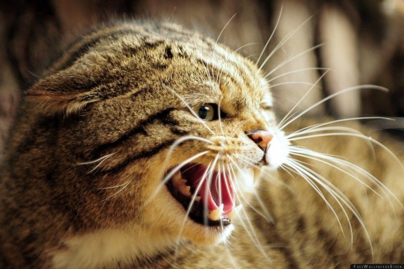 Download Free Wallpaper European Wild Cat Face Teeth Jaws Rage Anger