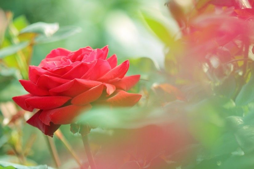 beautiful red rose flower photo hd wallpaper