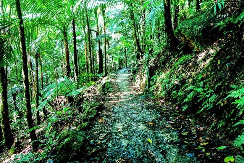 El Yunque National Forest - Puerto Rico wallpaper