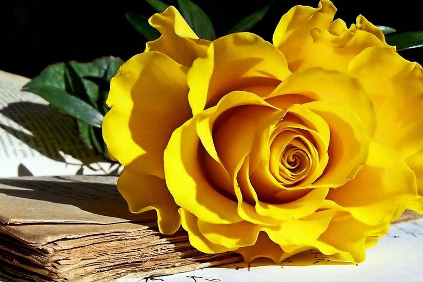 Yellow roses and old books wallpapers.jpg (1920Ã1080)