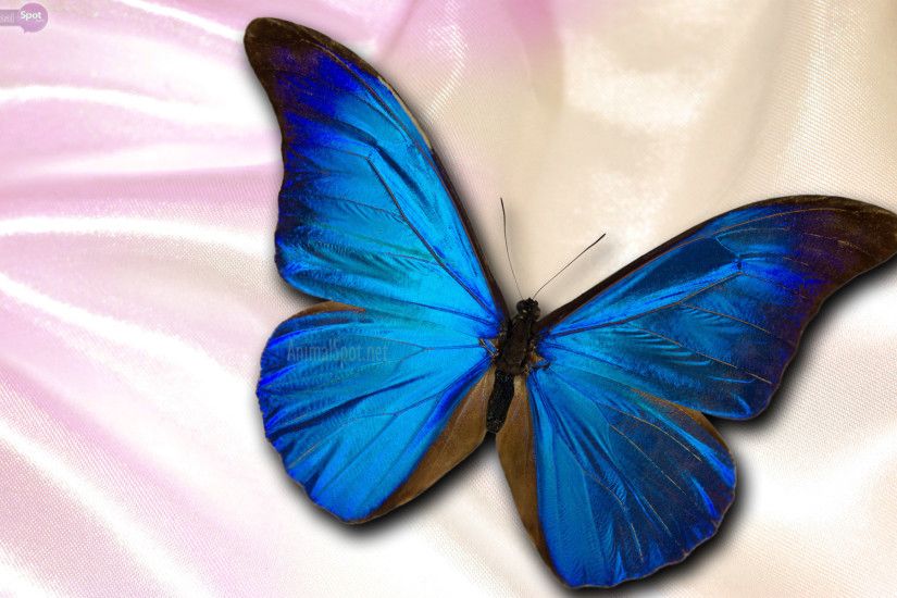 Blue Butterfly Wallpaper Mobile